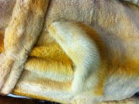 Лот: 3123844. Фото: 2. шуба из меха стриженного хорька... Женская одежда