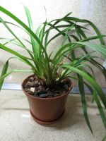 Лот: 11588966. Фото: 2. Орхидея Цимбидиум. Комнатные растения и уход