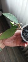 Лот: 20089289. Фото: 2. Хойя Hoya phuwuaensis (Hoya sp... Комнатные растения и уход