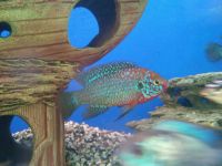 Лот: 7729380. Фото: 2. Хромис неоновый. Аквариумистика