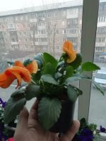 Лот: 20274258. Фото: 6. Рассада виол ( виола) крупноцветковых
