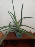 Лот: 21637475. Фото: 4. Алое вера. Красноярск