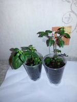 Лот: 9560191. Фото: 2. Фуксия Dark Eyes зацветает. Комнатные растения и уход