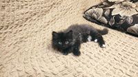 Лот: 24342284. Фото: 5. Котята. Бесплатно