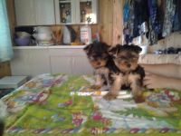 Лот: 7769453. Фото: 5. Йоркширский терьер