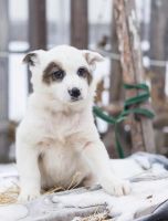 Лот: 6659513. Фото: 4. Щенки на охрану. Красноярск