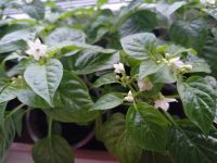 Лот: 21107213. Фото: 2. Рассада острого комнатного перца. Семена, рассада, садовые растения