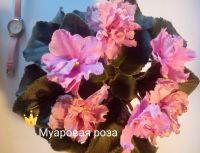 Лот: 16859079. Фото: 17. Фиалка сортовая ЛЕ Карусель, Коричная...