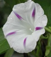 Лот: 12876737. Фото: 3. Семена ипомеи "Млечный путь" -... Для дачи, дома, огорода, бани, парка