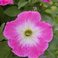 Лот: 15043407. Фото: 2. Профессиональные семена петунии... Семена, рассада, садовые растения