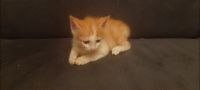 Лот: 21061391. Фото: 4. Котята. Красноярск