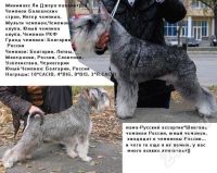 Лот: 724775. Фото: 3. Щенки цверг-шнауцера. Растения и животные