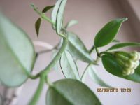 Лот: 13639426. Фото: 5. Хойя Белла