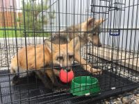 Лот: 10009142. Фото: 2. СРОчНО! Волкособ, гибрид собаки... Животные и уход