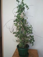 Лот: 20021651. Фото: 3. Хойя Канькумарианская, большая... Растения и животные