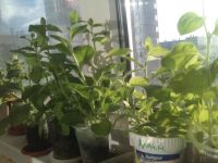 Лот: 5492764. Фото: 2. Петуния ампельная Баскин Роббинз... Семена, рассада, садовые растения