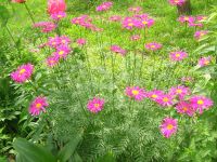 Лот: 4040419. Фото: 2. Многолетний цветок-Пиретрум. Семена, рассада, садовые растения