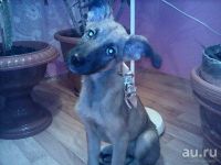 Лот: 8267020. Фото: 7. Собачка в заботливые руки
