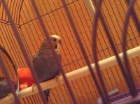 Лот: 5053465. Фото: 4. Волнистый попугай + клетка (корм... Красноярск