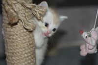 Лот: 5178832. Фото: 3. Котенок Шотландский Рыжик. Растения и животные