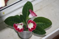 Лот: 4152909. Фото: 7. Глоксиния в горшке (цена - за...