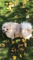 Лот: 14610624. Фото: 6. Щенок 🐶 шпица 🐶 Девочка 6 месяцев