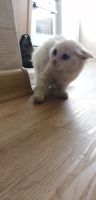 Лот: 16205124. Фото: 3. Котенок белый. Растения и животные