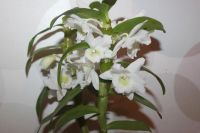 Лот: 6561669. Фото: 2. Орхидея Дендробиум Нобиле белая... Комнатные растения и уход