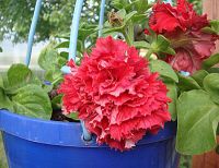 Лот: 7452261. Фото: 2. Рассада петунии махровой крупноцветковой... Семена, рассада, садовые растения