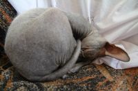Лот: 3399846. Фото: 2. кот донского сфинкса. Животные и уход