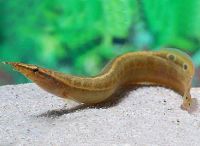 Лот: 9045893. Фото: 2. Макрогнатус глазчатый (Macrognathus... Аквариумистика