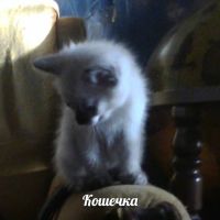 Лот: 6702332. Фото: 7. Котята!!! :)