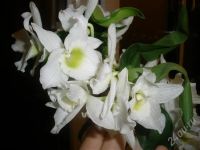 Лот: 693776. Фото: 2. Дендробиум Нобиле. Комнатные растения и уход