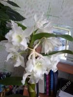 Лот: 1347349. Фото: 3. дендробиум нобиле орхидея. Растения и животные