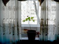 Лот: 4869876. Фото: 5. Жень-шень. Стратифицированные...