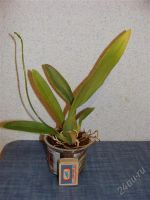 Лот: 2054680. Фото: 2. Орхидея Oncidium forbesii /Hesa... Комнатные растения и уход