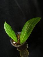 Лот: 16414103. Фото: 2. Хойя-Hoya soligamiana. Комнатные растения и уход