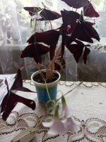 Лот: 22825435. Фото: 2. Оксалис (кислица). Комнатные растения и уход