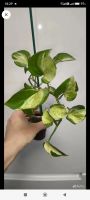 Лот: 16473935. Фото: 3. Сциндапсус "Marble Apple". Растения и животные