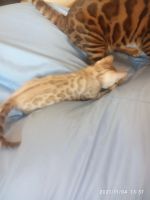 Лот: 18218259. Фото: 6. Мальчик минк сепия 24.09.21