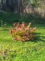 Лот: 25798124. Фото: 14. 2-комн. дача , СНТ Каскад СНТ...