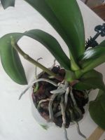 Лот: 6300007. Фото: 2. Орхидея. Комнатные растения и уход
