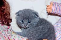 Лот: 1379400. Фото: 2. Шикарные шотландские котята доставка... Животные и уход