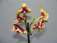 Лот: 751307. Фото: 2. Фаленопсис красивый. Комнатные растения и уход