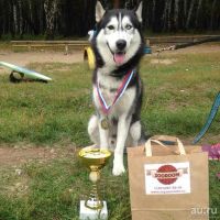 Лот: 8116030. Фото: 7. Сибирские Хаски.