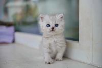 Лот: 13772325. Фото: 4. Британский котенок 1 мес - мальчик. Красноярск