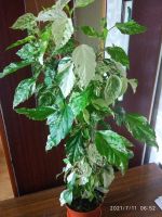Лот: 17627614. Фото: 3. Пестролистный гибискус Купера. Растения и животные