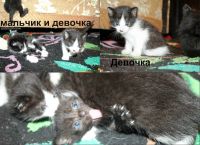 Лот: 5049861. Фото: 2. Отдам котят в добрые руки, 2 мальчика. Животные и уход