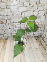 Лот: 24868389. Фото: 2. Гибискус белый махровый. Комнатные растения и уход