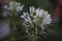 Лот: 2645422. Фото: 6. Olympus f.zuiko auto-s 38 mm f...